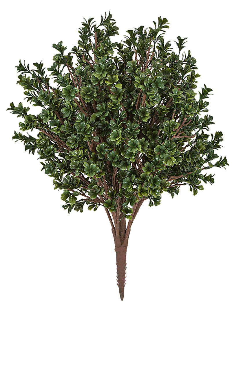 26" UV Large Boxwood Bush
